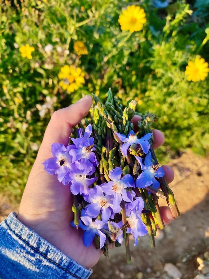 לינה וארוחת בוקר Xagħra Encanto Vegetarian Bed & Breakfast מראה חיצוני תמונה
